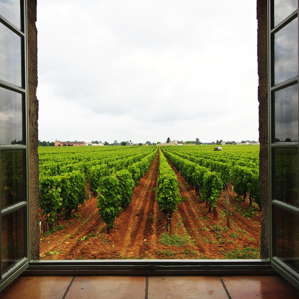 Bordeaux 2020: Sauternes and Barsac