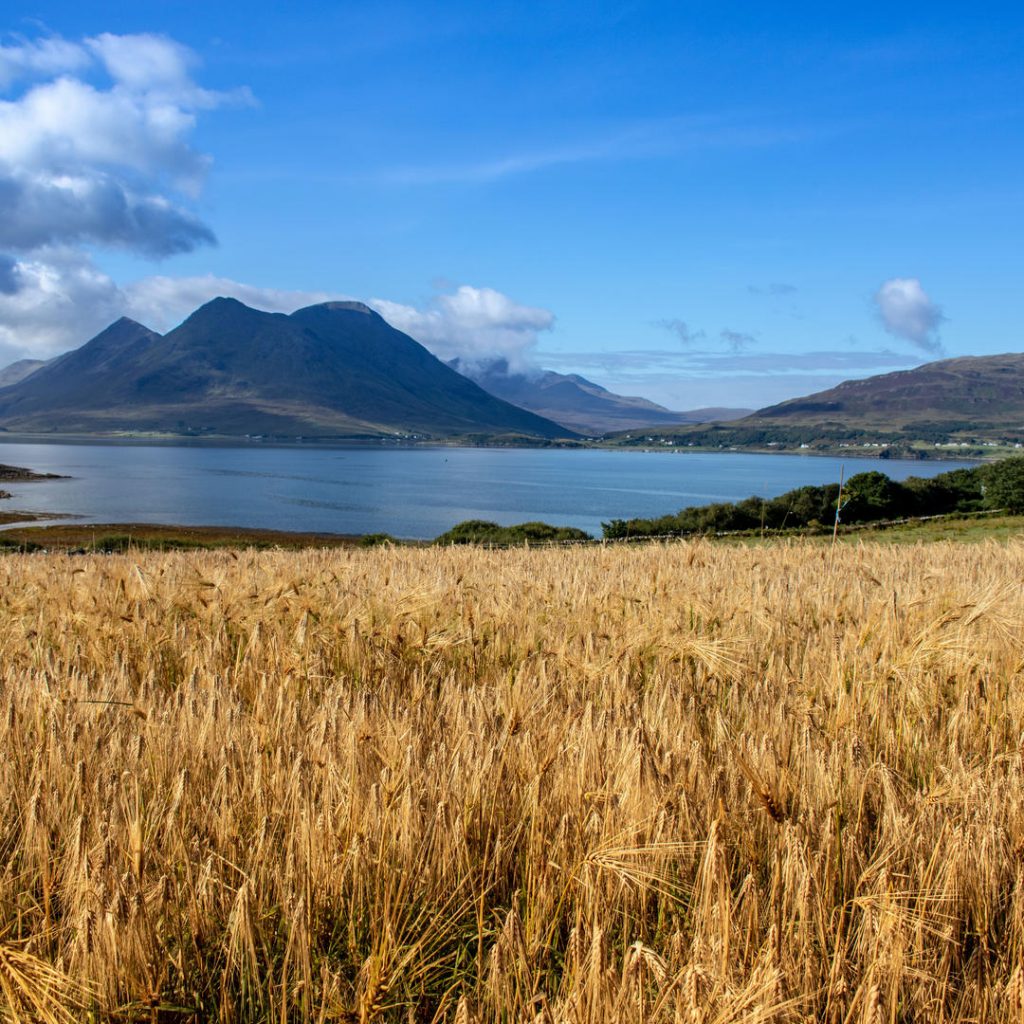 A landscape shot showing the rugged terrain of the Isle of Raasay in the Inner Hebrides, taken from the vantage point of a barley field.