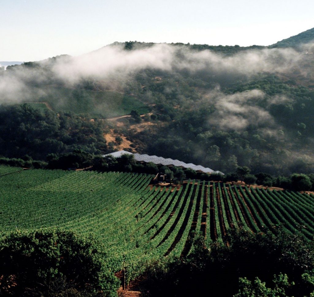 A valley of vines in full leaf with low-hanging white cloud. Colgin winery USA