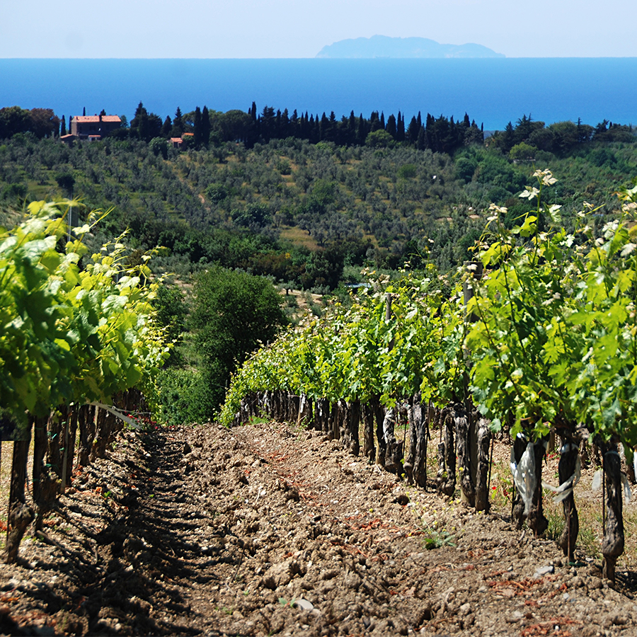 A photograph taken from the top of a vineyard in Bolgheri, looking down the hill through a terrace of lush green vines. The azure Maremma Sea sparkles in the background, and you can see the outline of a craggy island on the horizon. 