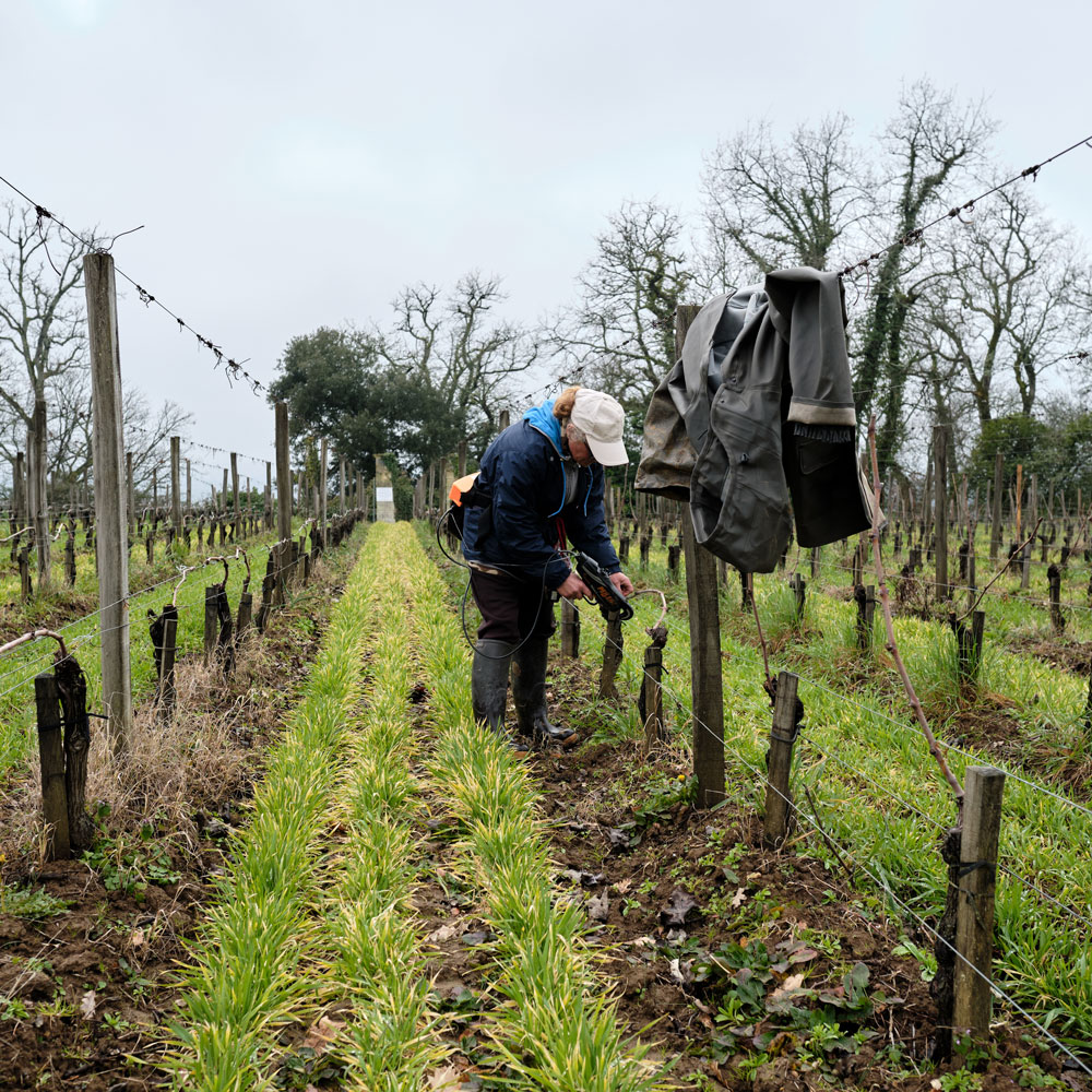 Bordeaux 2022 vintage preview: a vineyard worker at Château de Ferrand.