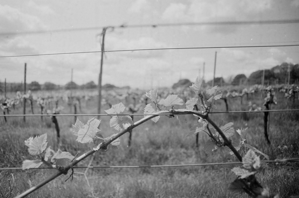 A black-and-white photo taken on film showing a vine on a trellis. There are no grapes yet on the vine, but plenty of green growth. The vine is curved around the wire